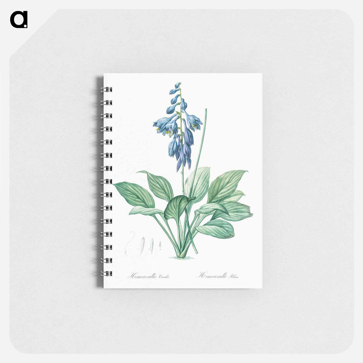 アートメモ帳-Daylily illustration - ピエール ジョゼフ ルドゥーテ Memo.
