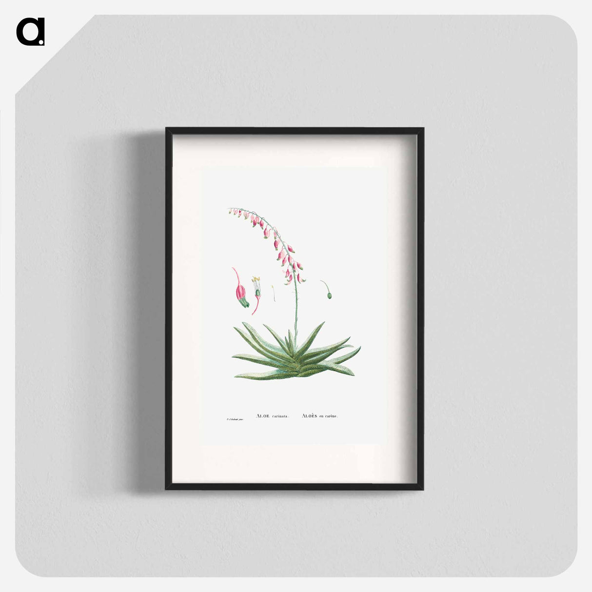 Aloe Carinata (Gasteria Carinata) - Pierre Joseph Redouté Poster.
