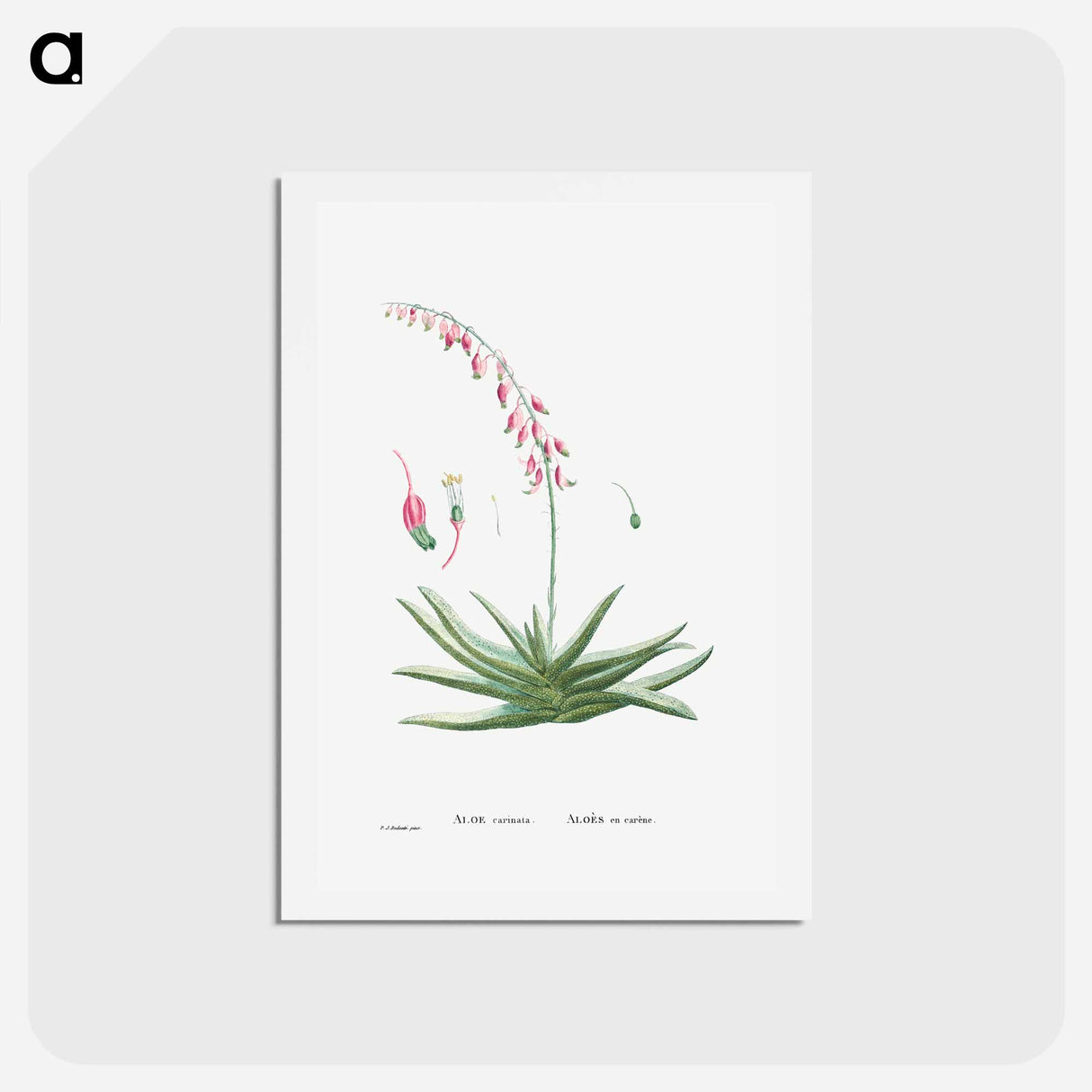 アートポストカード-Aloe Carinata (Gasteria Carinata) - ピエール ジョゼフ ルドゥーテ Postcard.
