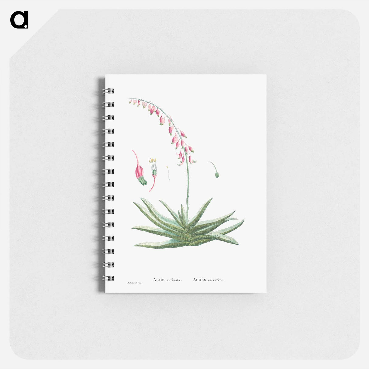 アートメモ帳-Aloe Carinata (Gasteria Carinata) - ピエール ジョゼフ ルドゥーテ Memo.