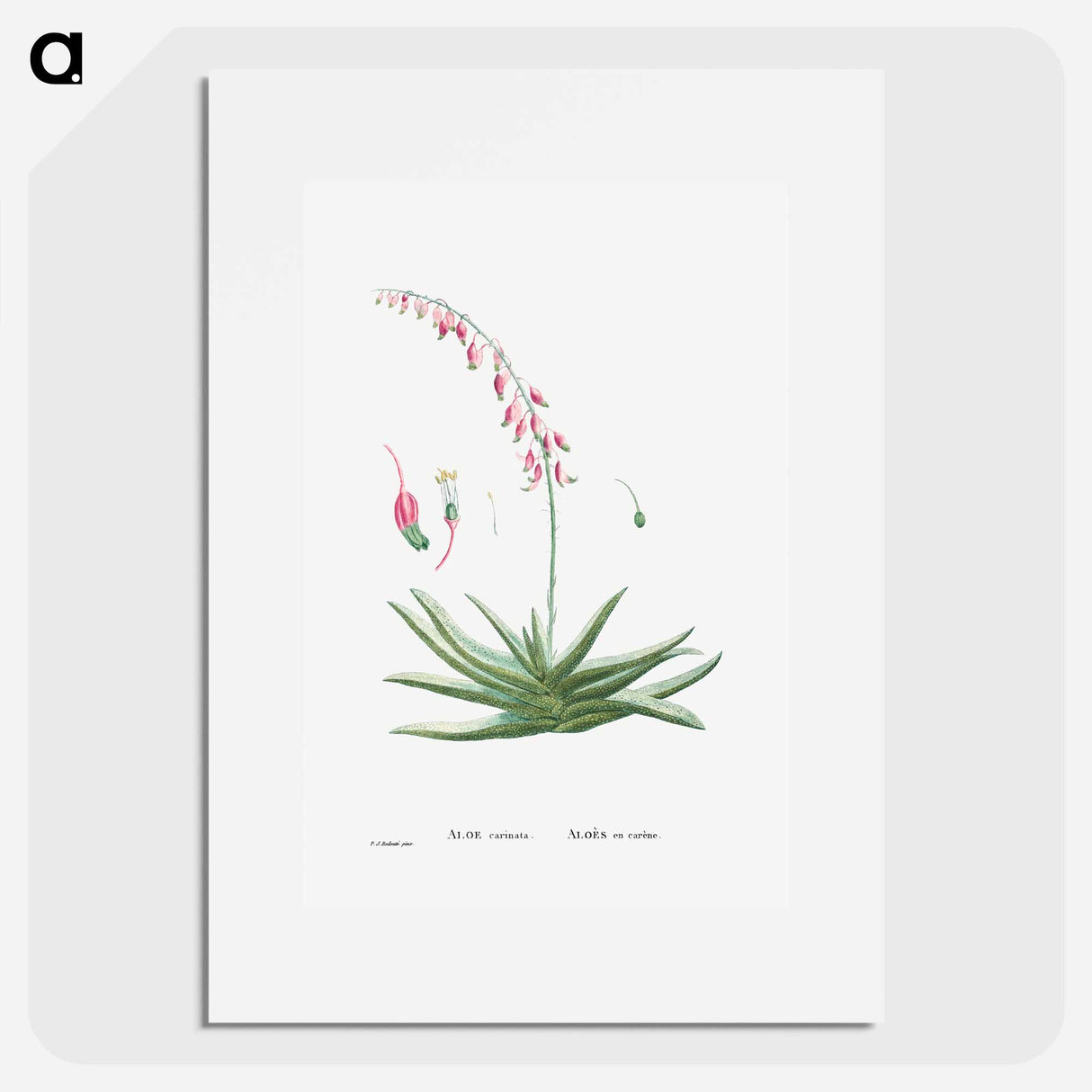 アートポスター-Aloe Carinata (Gasteria Carinata) - ピエール ジョゼフ ルドゥーテ Poster.