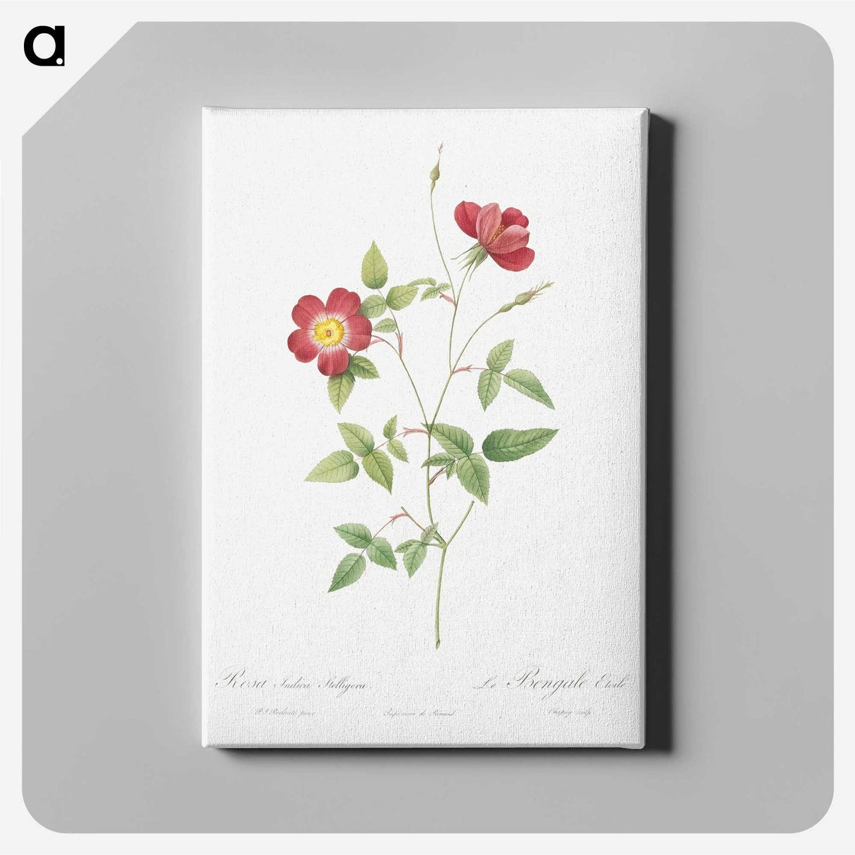 5-59_Pierre-Joseph-Redoute_canvas