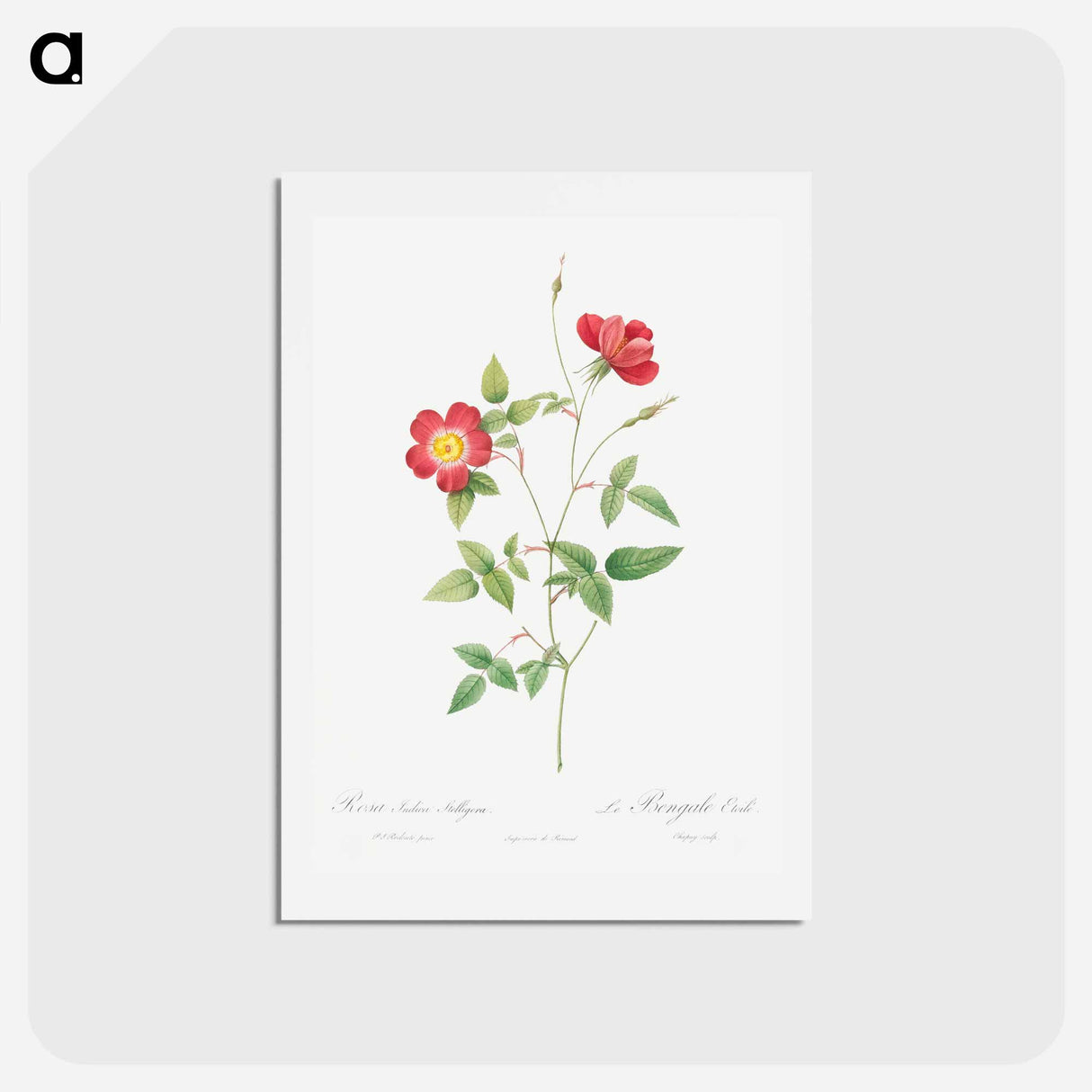 アートポストカード-Rose Indica Stelligera - ピエール ジョゼフ ルドゥーテ Postcard.