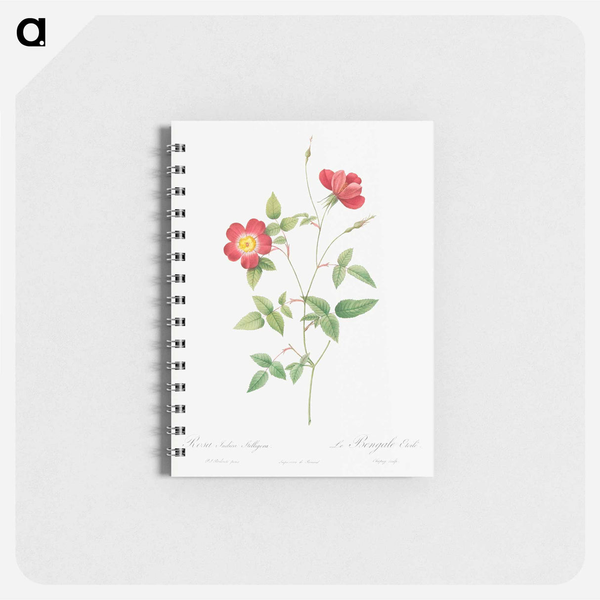 Rose Indica Stelligera - ピエール ジョゼフ ルドゥーテ Memo.