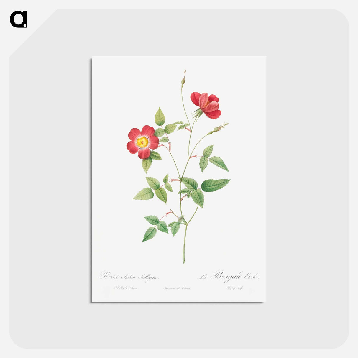 アートポストカード-Rose Indica Stelligera - ピエール ジョゼフ ルドゥーテ Postcard.
