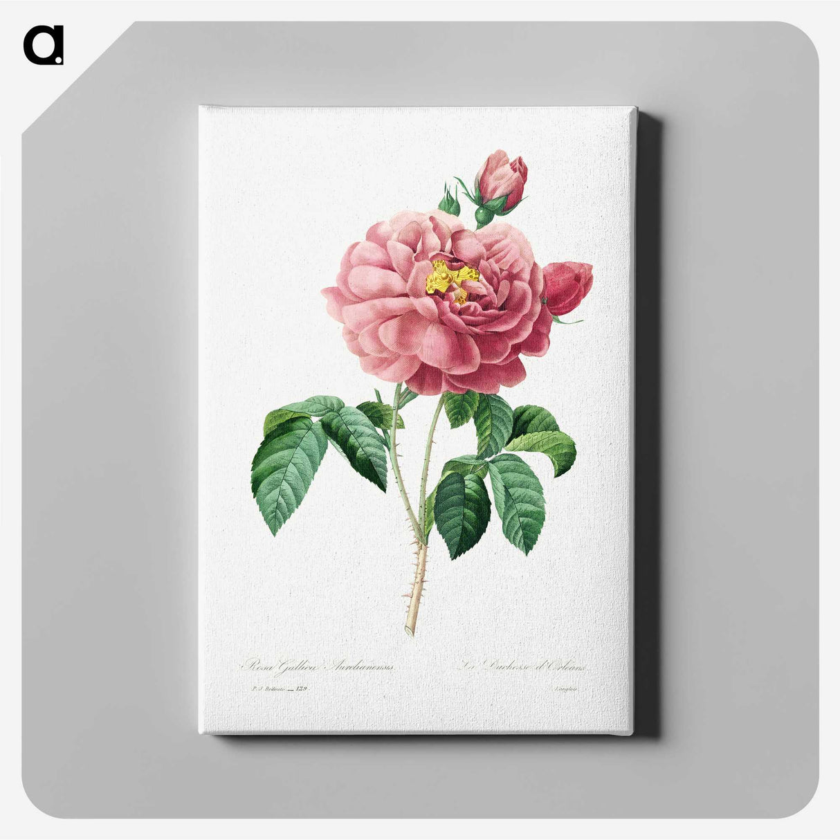 5-5_Pierre-Joseph-Redoute_canvas