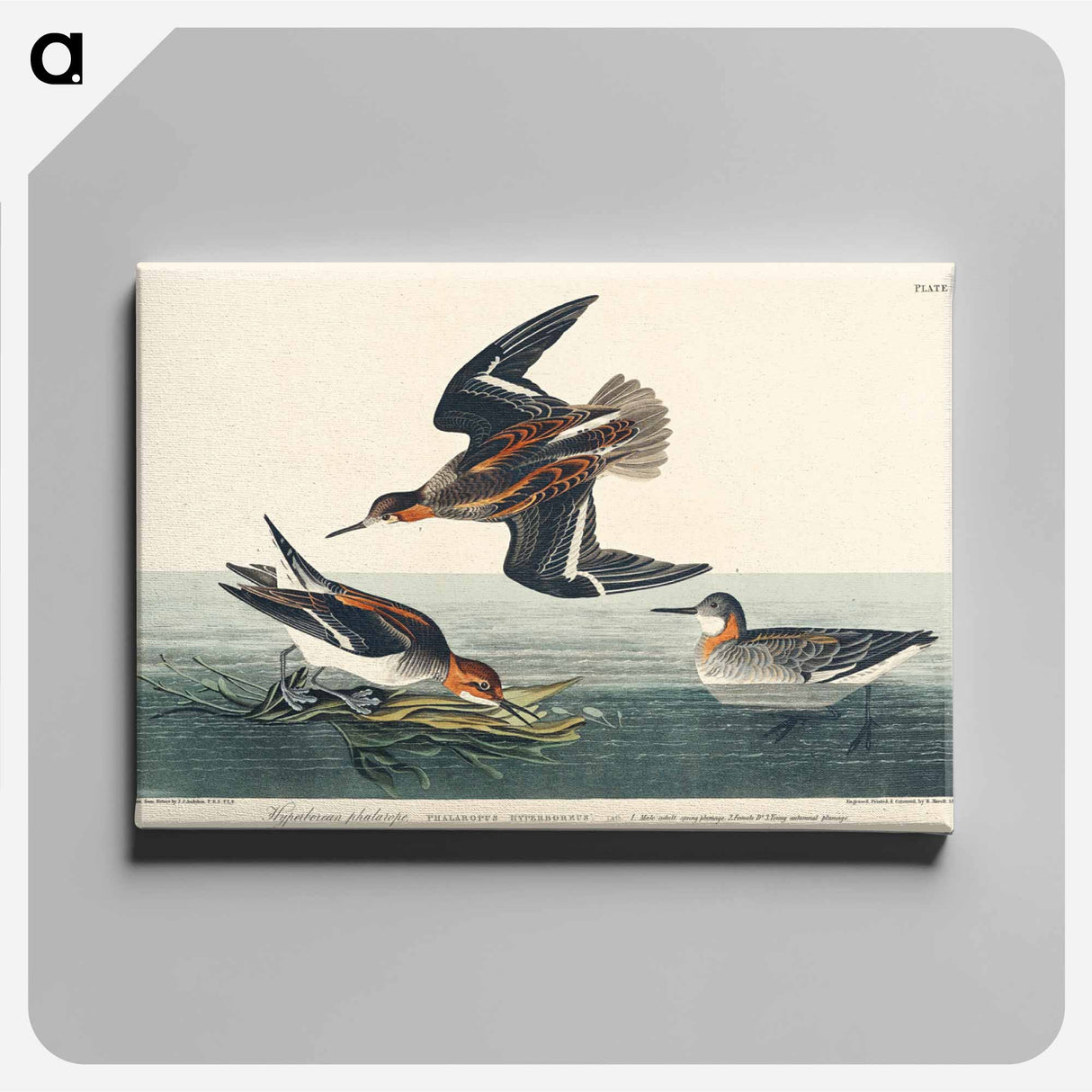 アートパネル-Hyperborean phalarope from Birds of America
- アメリカの鳥たち Canvas.