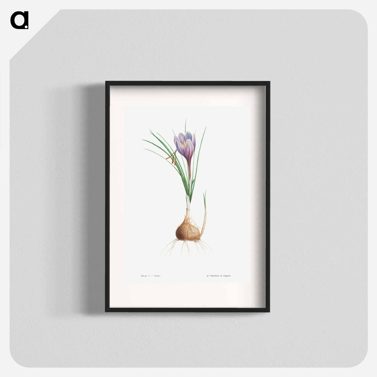 アートポスター-Blue Dutch iris - ピエール ジョゼフ ルドゥーテ Poster.