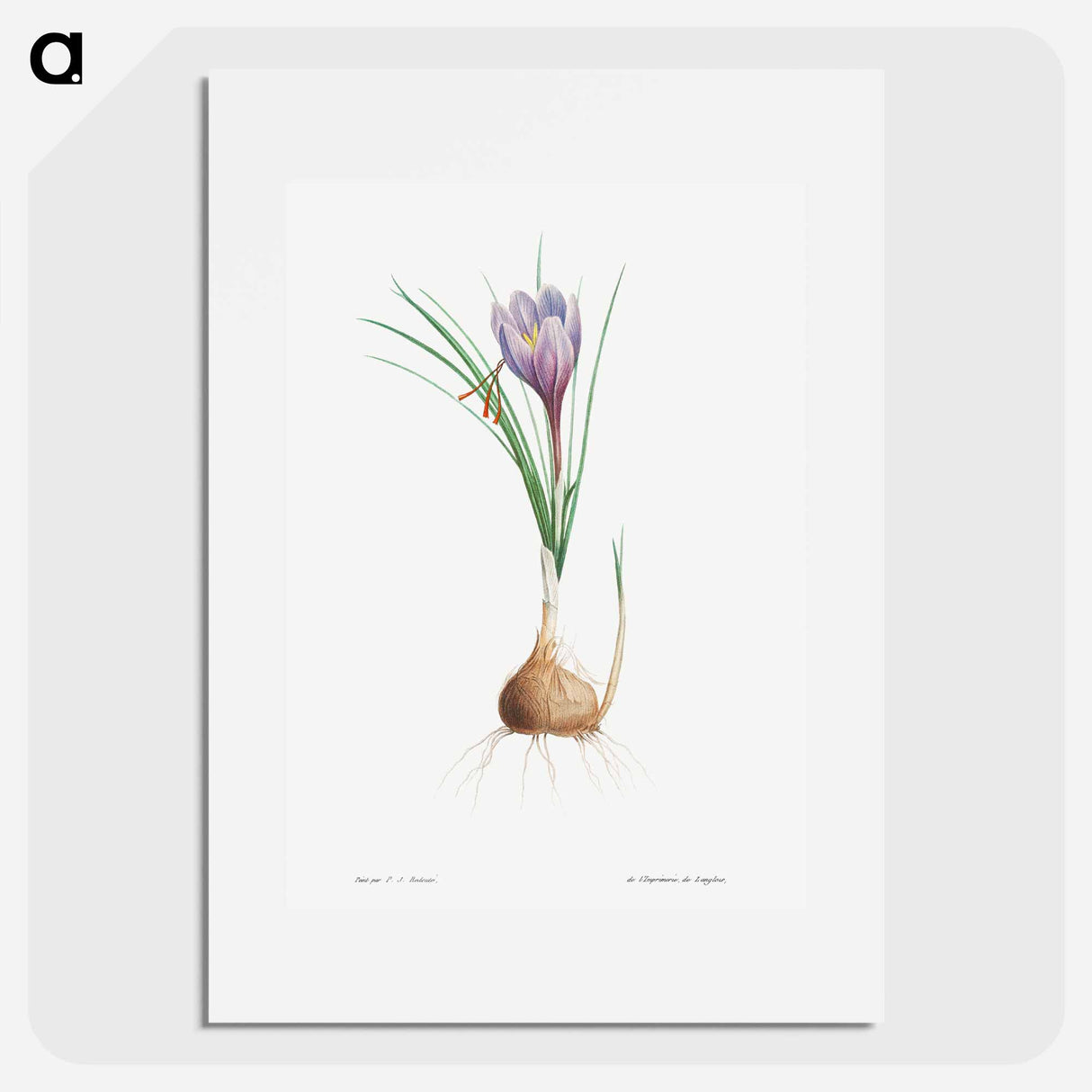 アートポスター-Blue Dutch iris - ピエール ジョゼフ ルドゥーテ Poster.