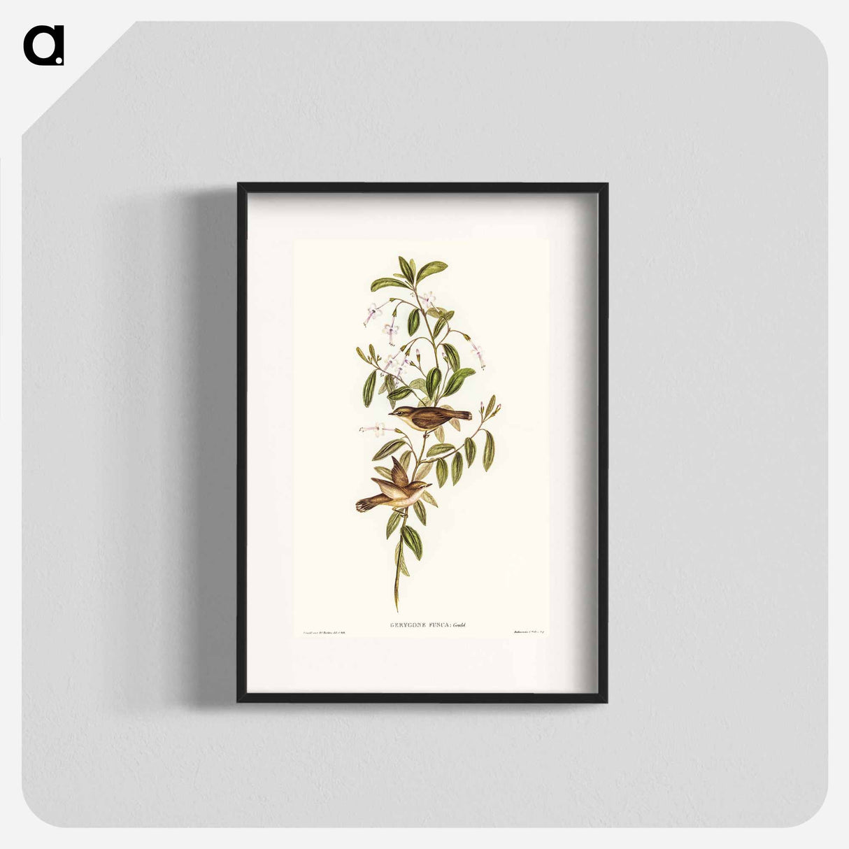 Fuscous Gerygone
- オーストラリアの鳥 Poster.