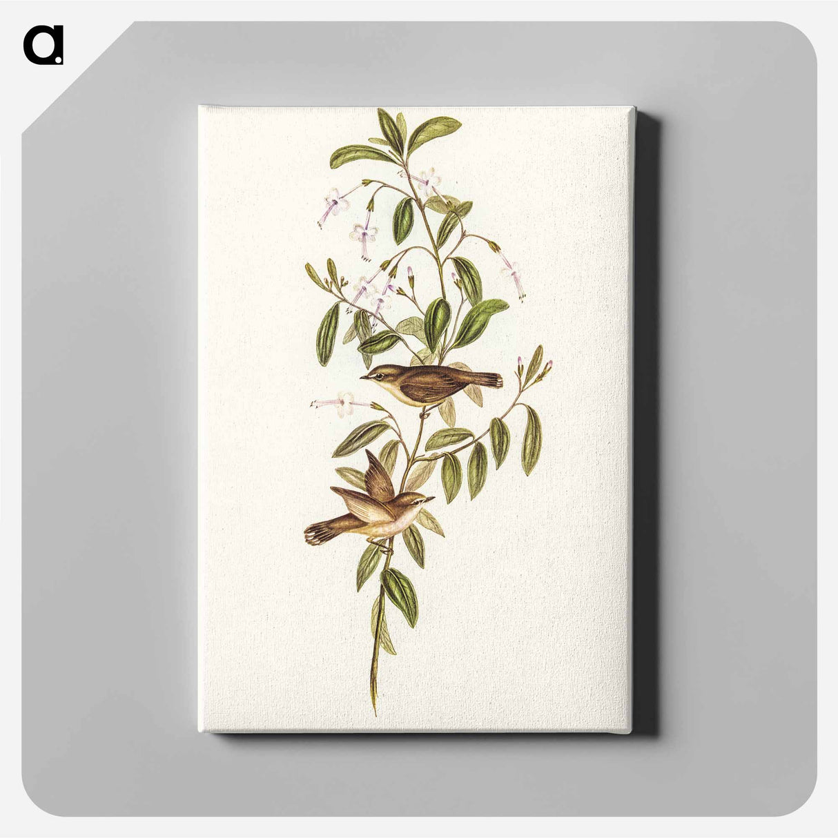 Fuscous Gerygone
- オーストラリアの鳥 Canvas.