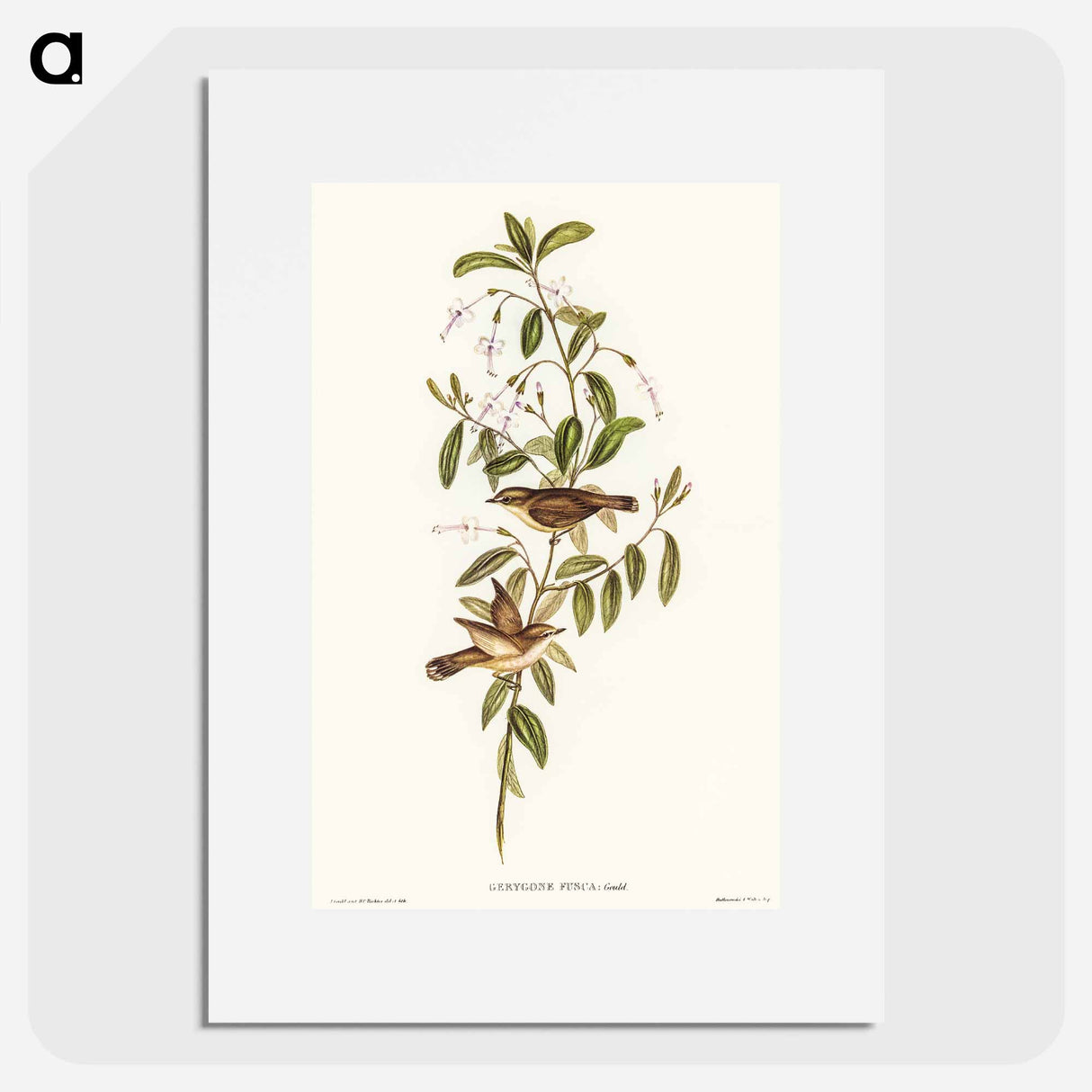 アートポスター-Fuscous Gerygone
- オーストラリアの鳥 Poster.