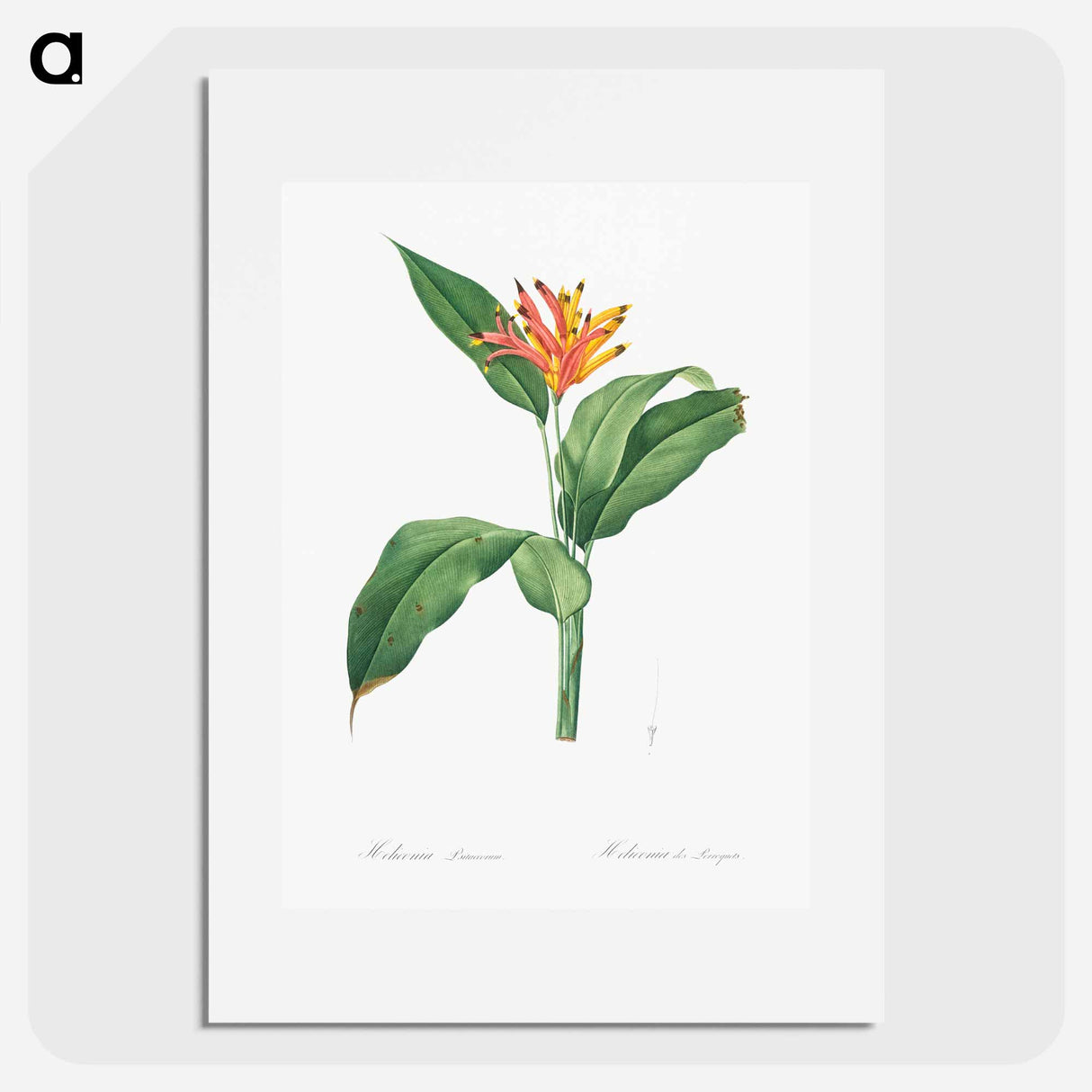 Lobster claws illustration - Pierre Joseph Redouté Poster.