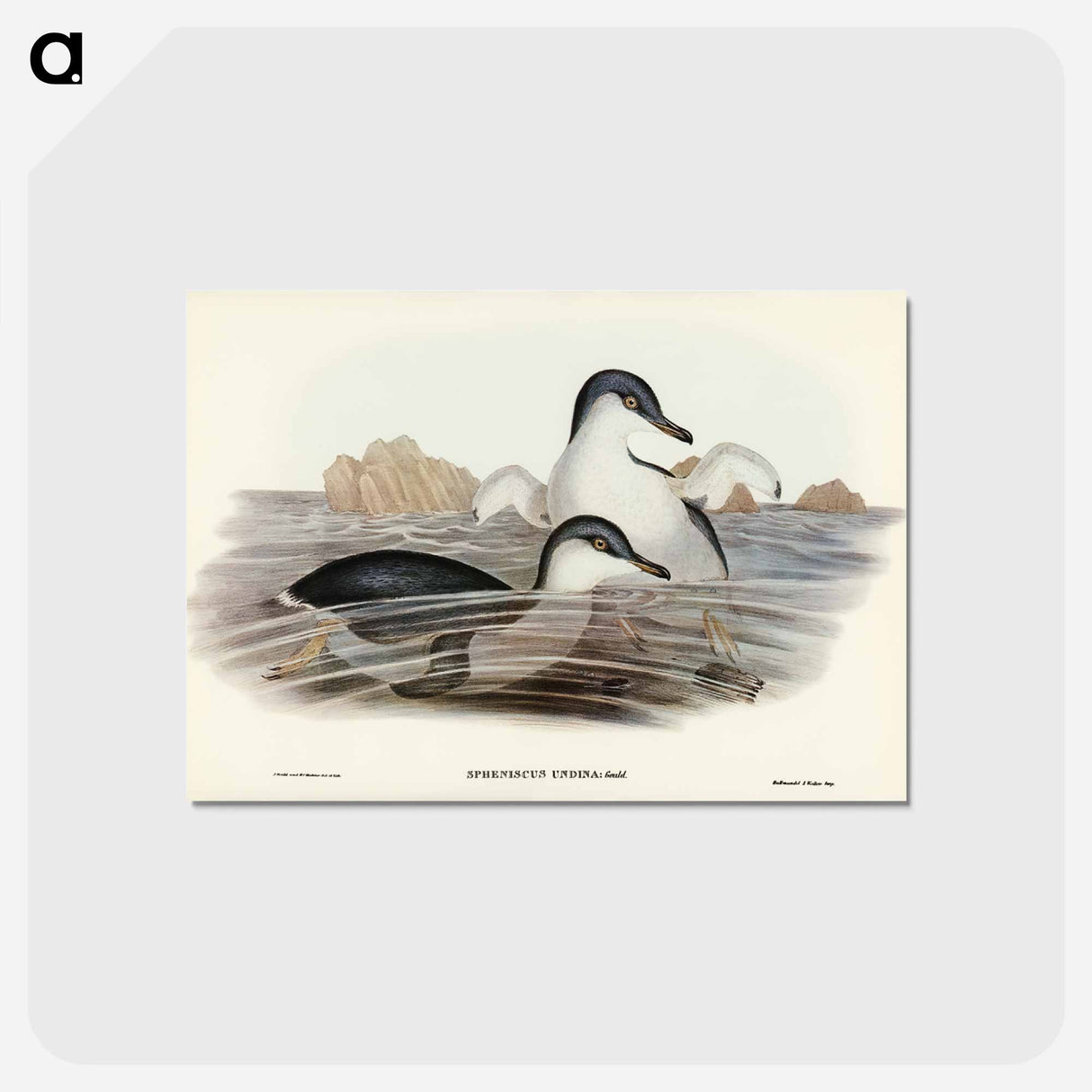 アートポストカード-Fairy Penguin
- オーストラリアの鳥 Postcard.