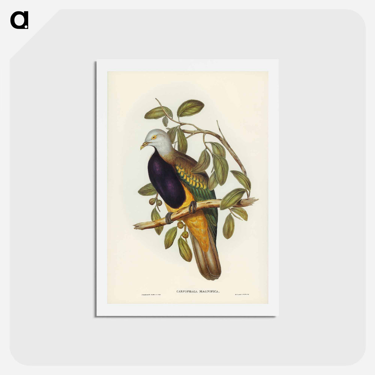 アートポストカード-Magnificent Fruit Pigeon
- ジョン グールド Postcard.