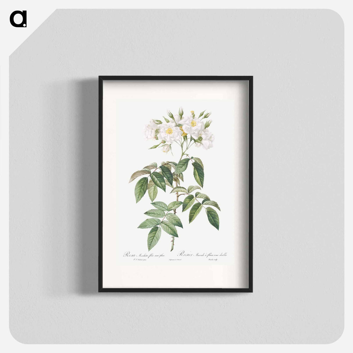 Musk rose - Pierre Joseph Redouté Poster.