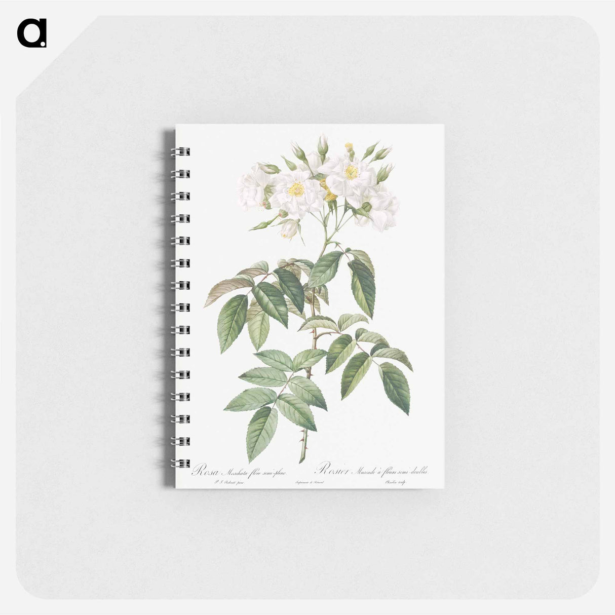 Musk rose - ピエール ジョゼフ ルドゥーテ Memo.