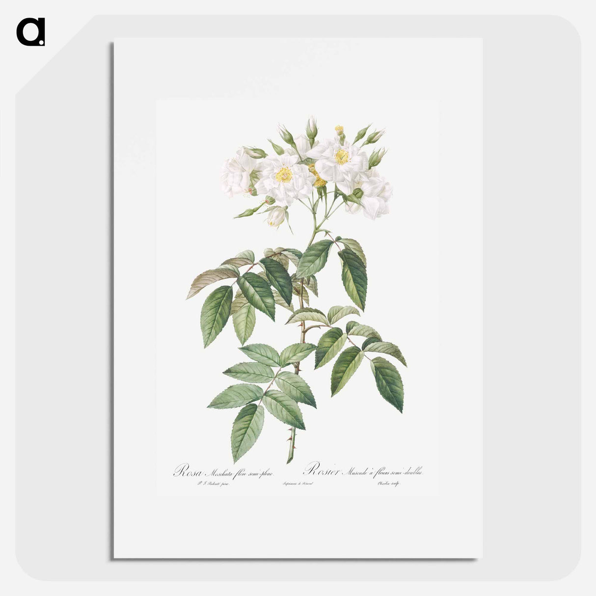Musk rose - Pierre Joseph Redouté Poster.
