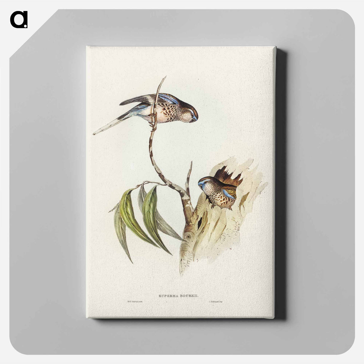 アートパネル-Bouke's Grass-Parakeet
- ジョン グールド Canvas.