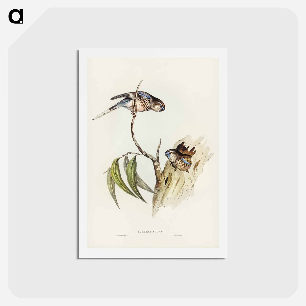 アートポストカード-Bouke's Grass-Parakeet
- ジョン グールド Postcard.