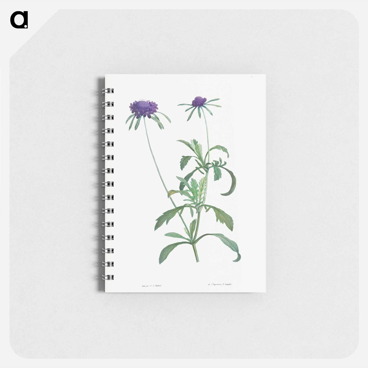 Allium atropurpureum - ピエール ジョゼフ ルドゥーテ Memo.