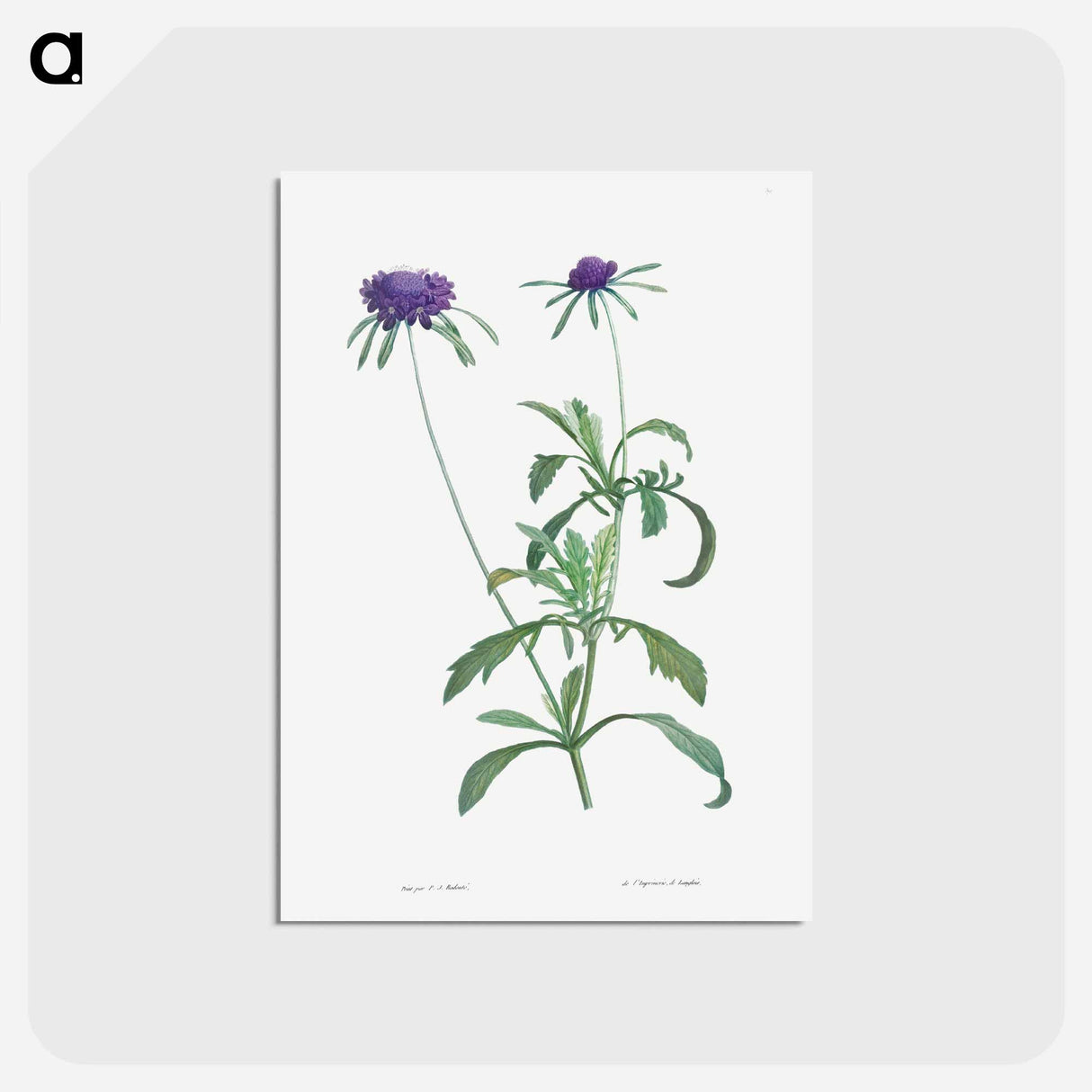 アートポストカード-Allium atropurpureum - ピエール ジョゼフ ルドゥーテ Postcard.