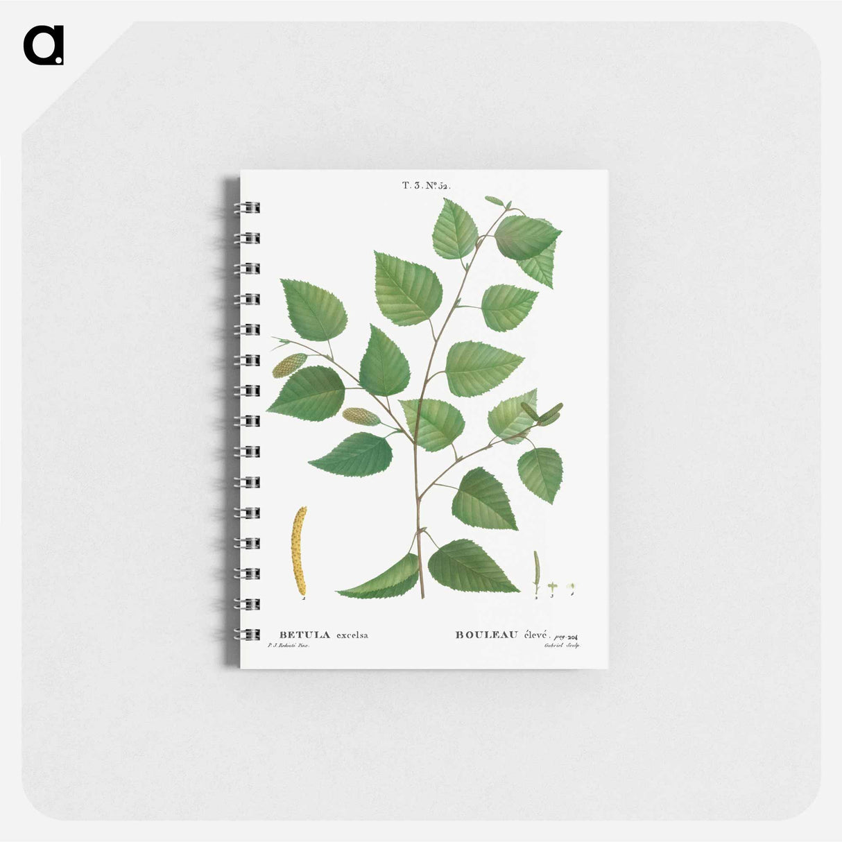 Paper birch - ピエール ジョゼフ ルドゥーテ Memo.