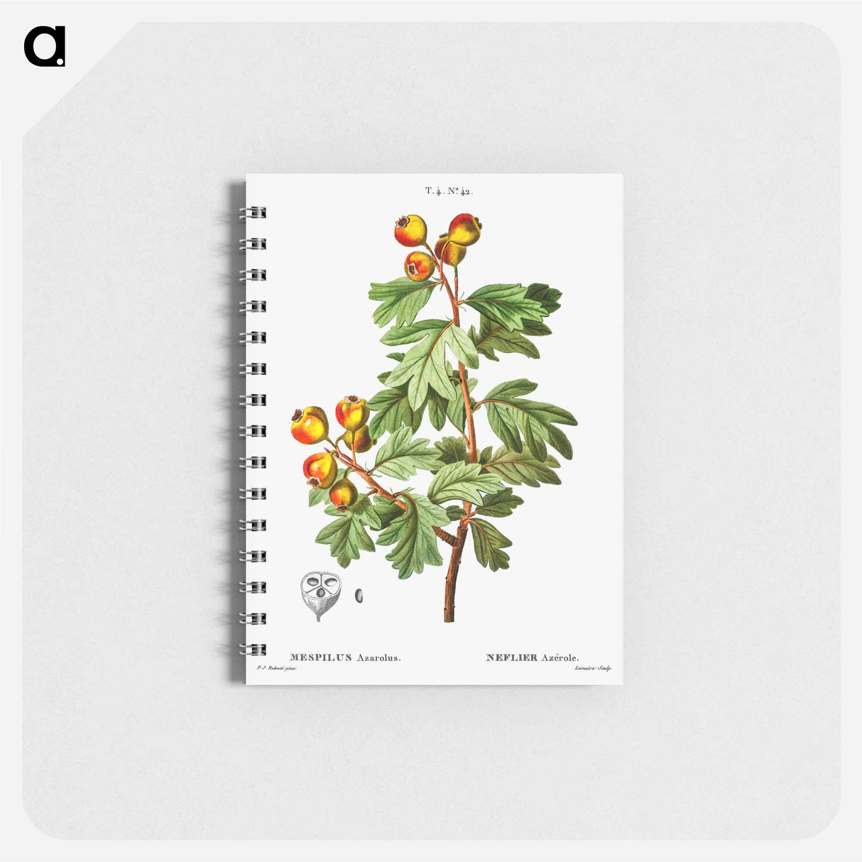 Crataegus azarolus (Mespilus azarolus) - ピエール ジョゼフ ルドゥーテ Memo.