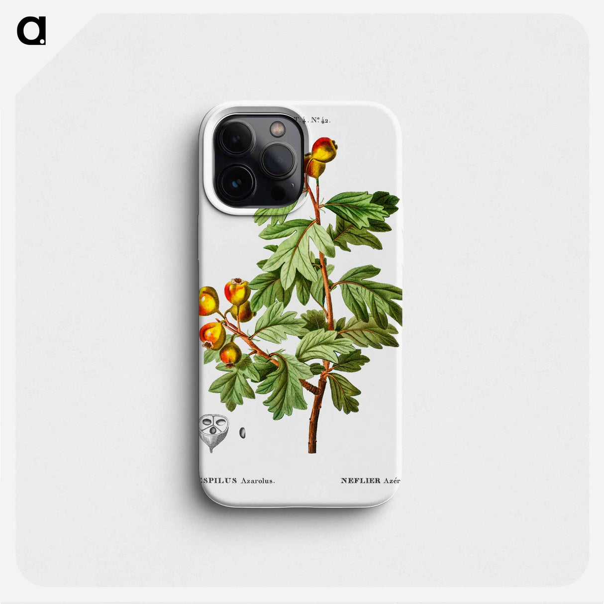 Crataegus azarolus (Mespilus azarolus) - ピエール ジョゼフ ルドゥーテ Phone Case.