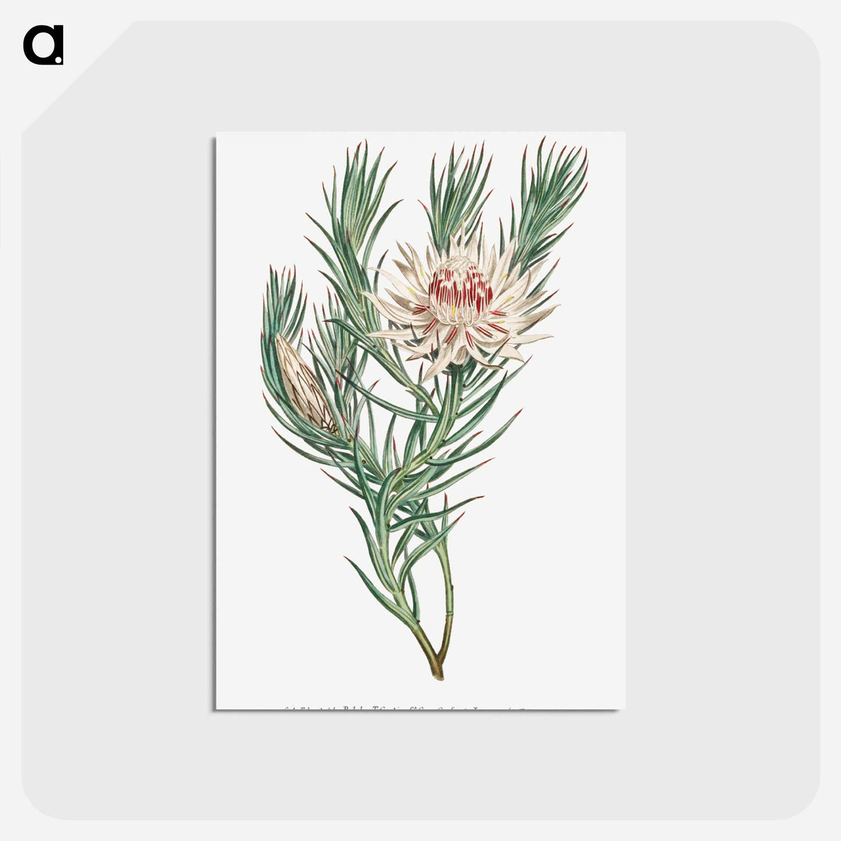 アートポストカード-Protea Mucronifolia
- クリーブランド美術館 Postcard.