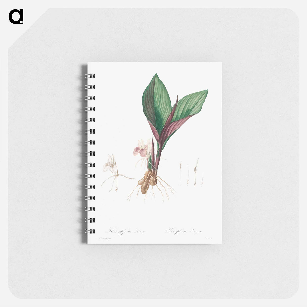 Kaempferia Longa - ピエール ジョゼフ ルドゥーテ Memo.