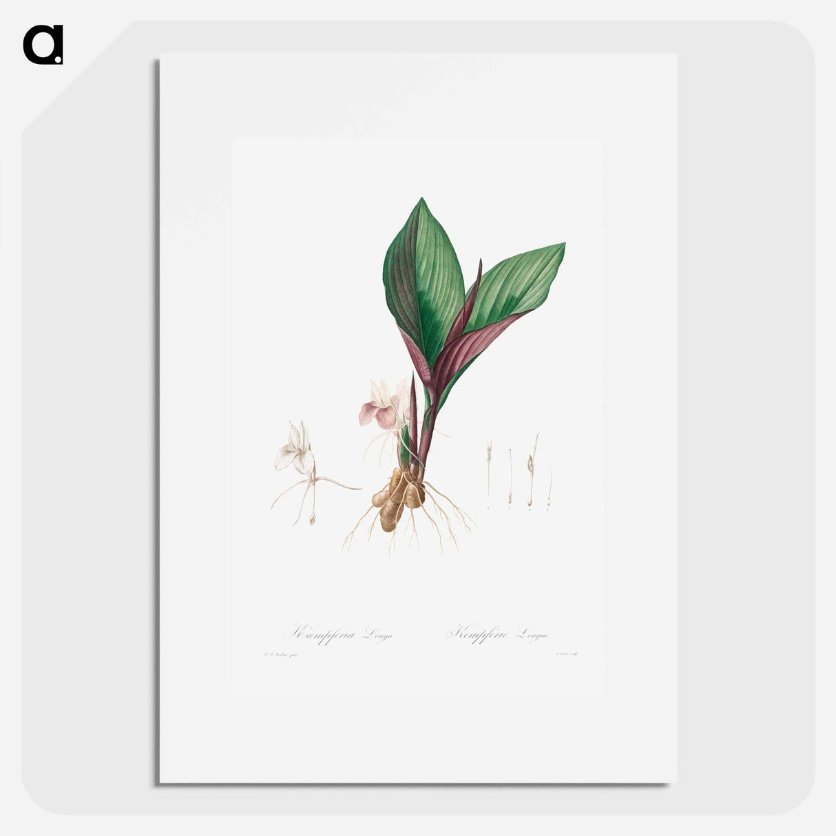 Kaempferia Longa - Pierre Joseph Redouté Poster.