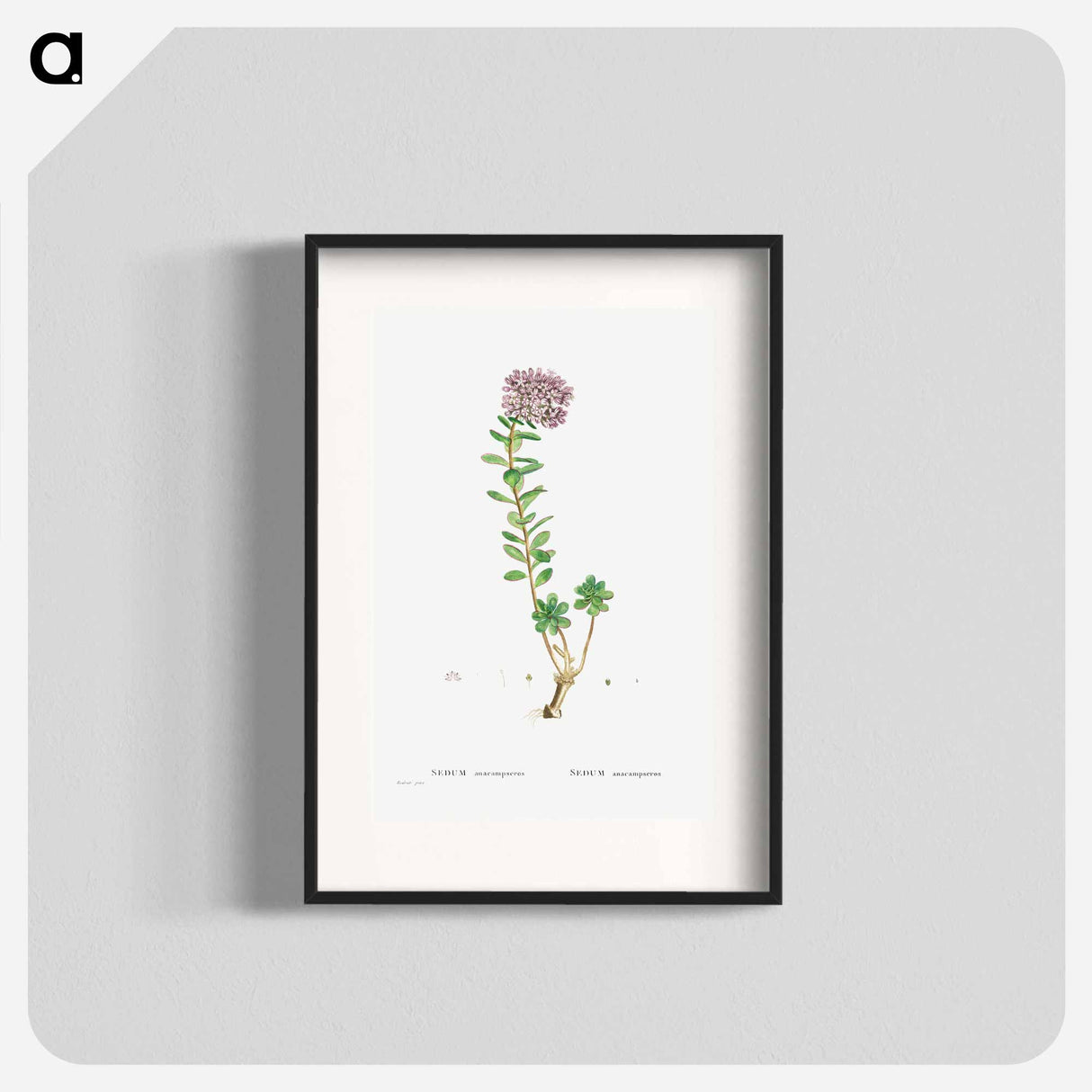 Sedum Anacampseros (Loce Restorer) - Pierre Joseph Redouté Poster.
