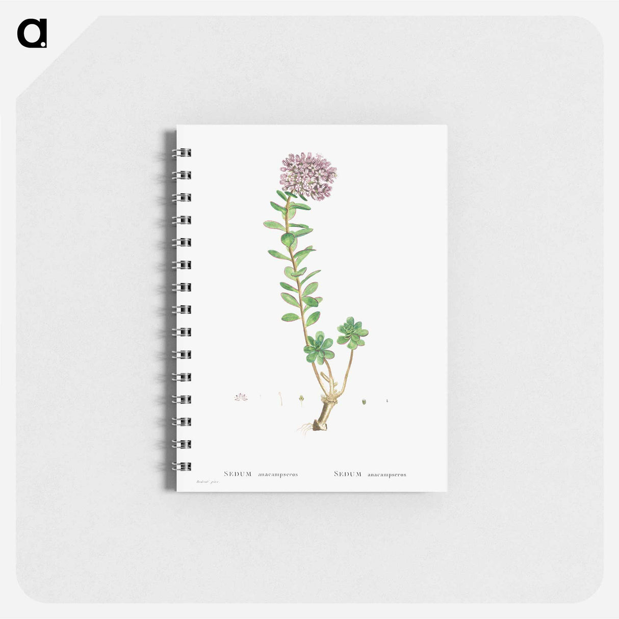 Sedum Anacampseros (Loce Restorer) - ピエール ジョゼフ ルドゥーテ Memo.