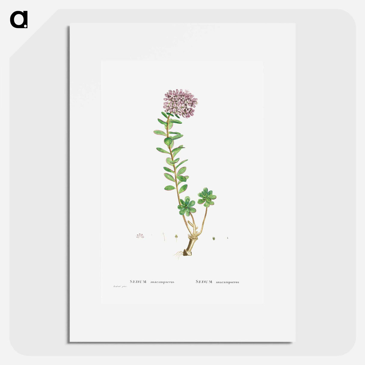 Sedum Anacampseros (Loce Restorer) - Pierre Joseph Redouté Poster.