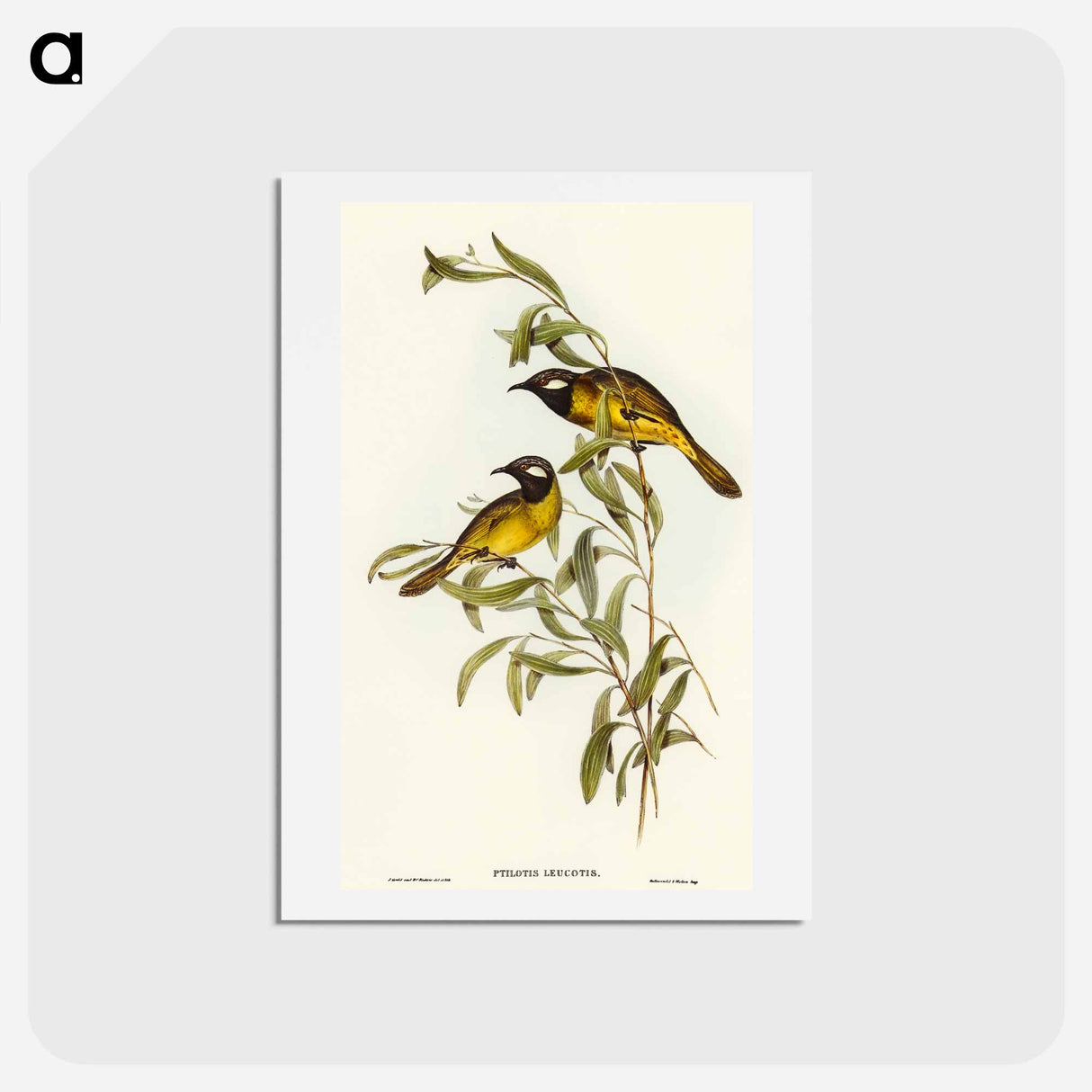 アートポストカード-White-eared Honey-eater
- オーストラリアの鳥 Postcard.