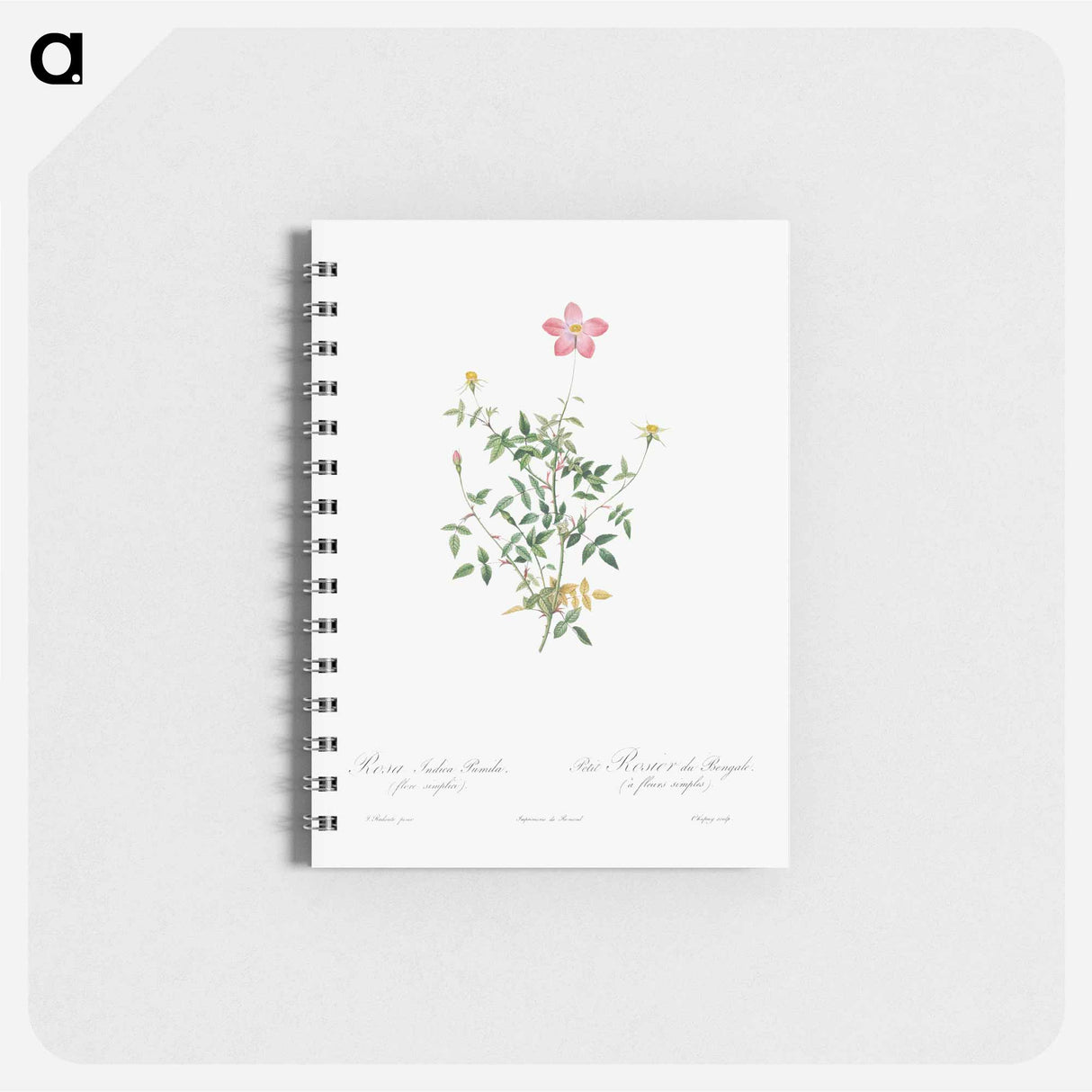 Single Dwarf China Rose - ピエール ジョゼフ ルドゥーテ Memo.