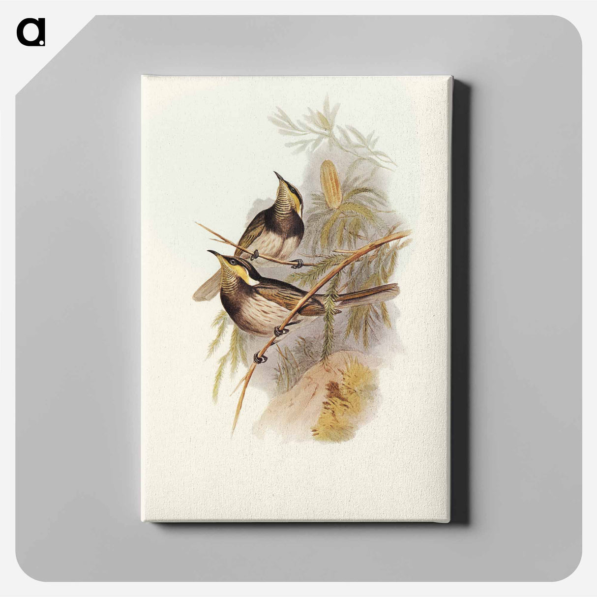 Fasciated Honey-eater
- オーストラリアの鳥 Canvas.