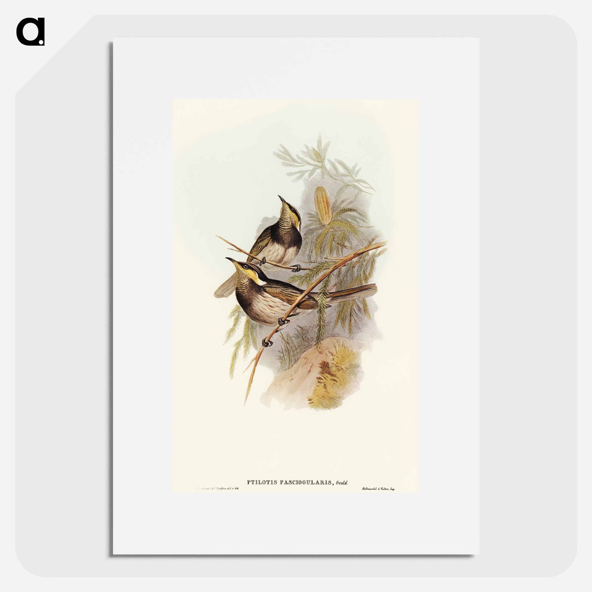 アートポスター-Fasciated Honey-eater
- オーストラリアの鳥 Poster.