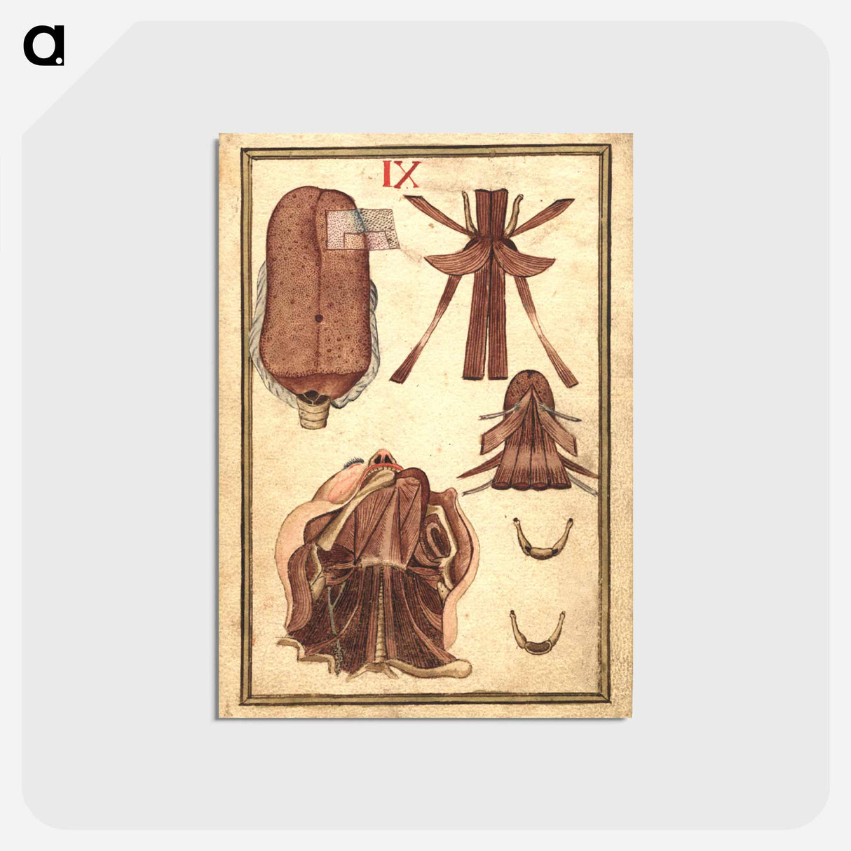 アートポストカード-Anatomical Study of the Human Head, Jaw, and Neck Musculature
- 国立医学図書館 Postcard.