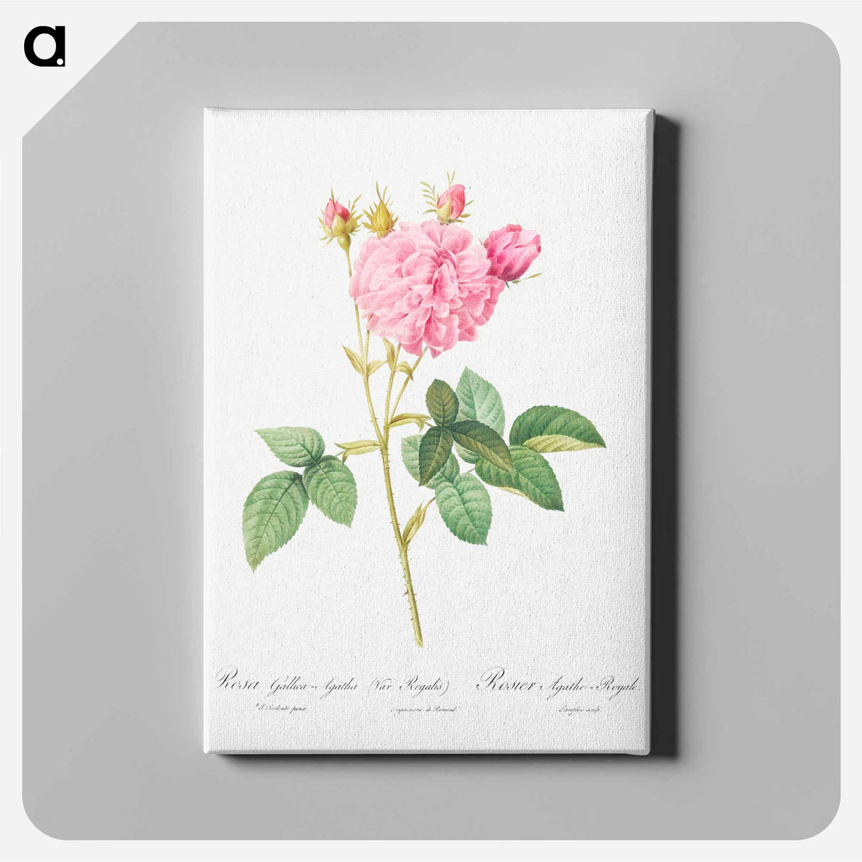Agatha rose - Pierre Joseph Redouté Canvas.