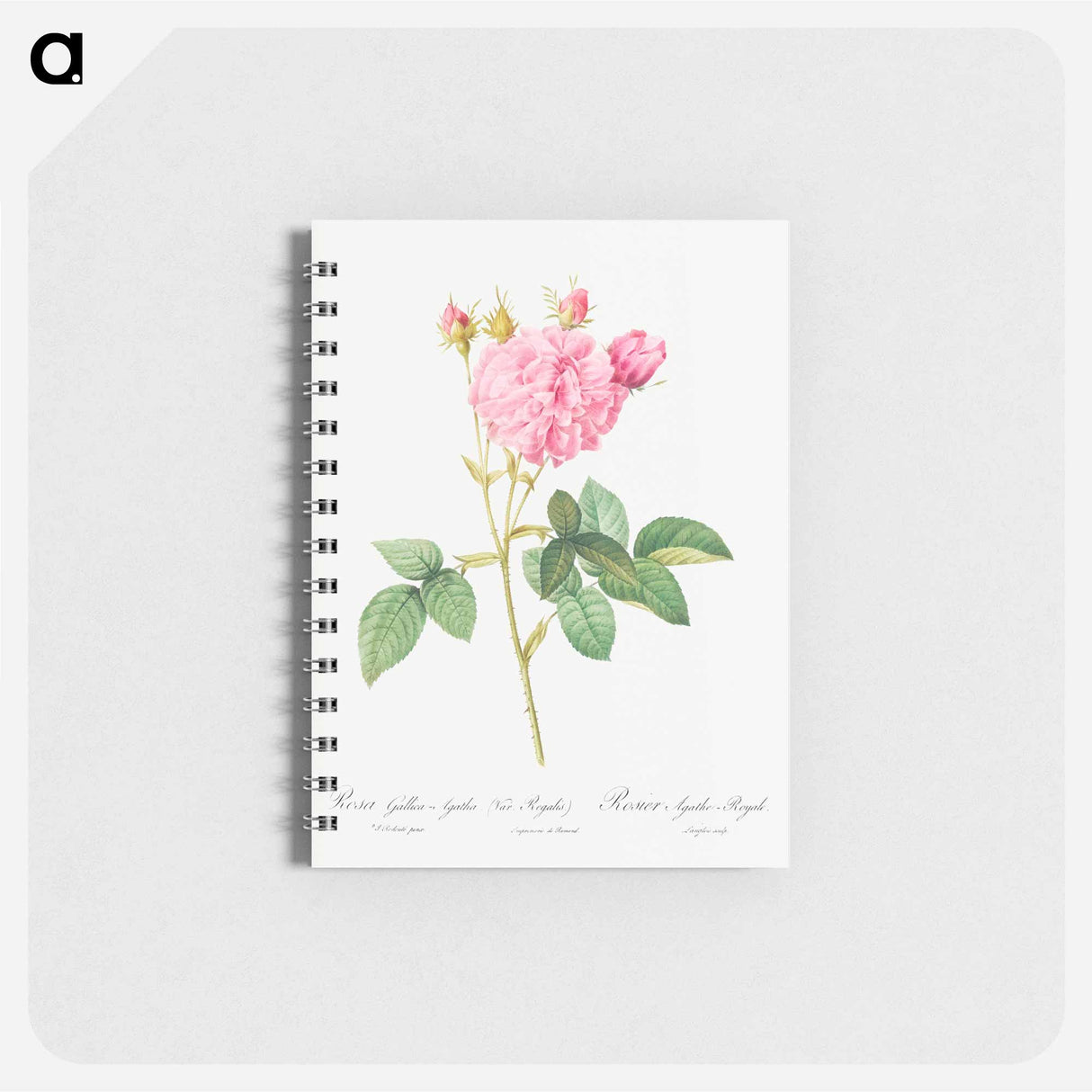 Agatha rose - ピエール ジョゼフ ルドゥーテ Memo.