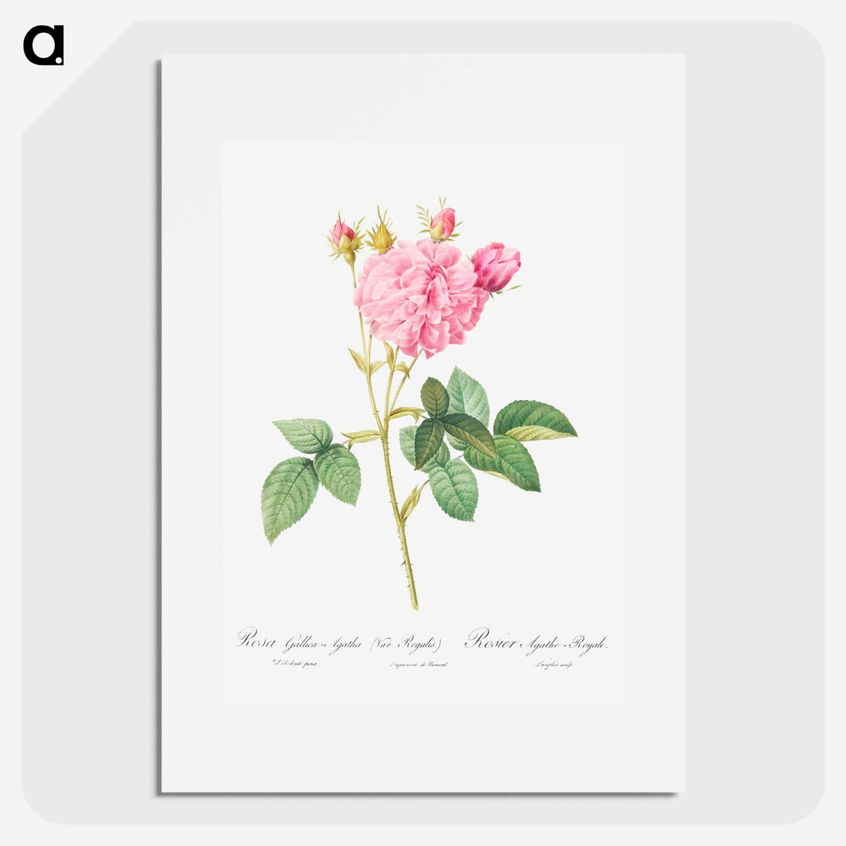 Agatha rose - ピエール ジョゼフ ルドゥーテ Poster.