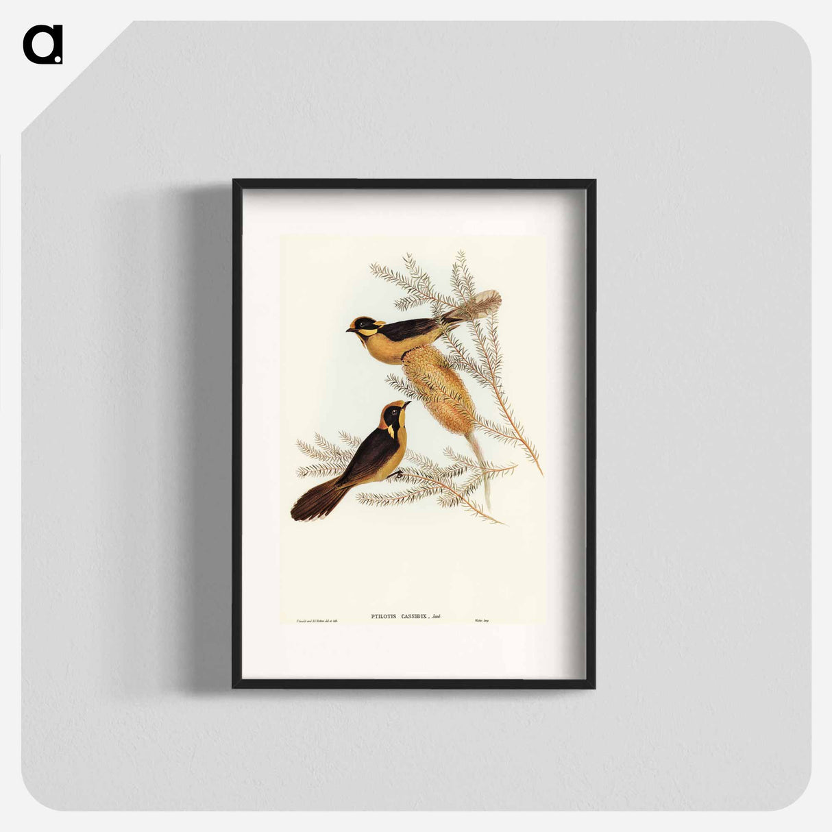 アートポスター-Helmeted Honey-eater
- オーストラリアの鳥 Poster.