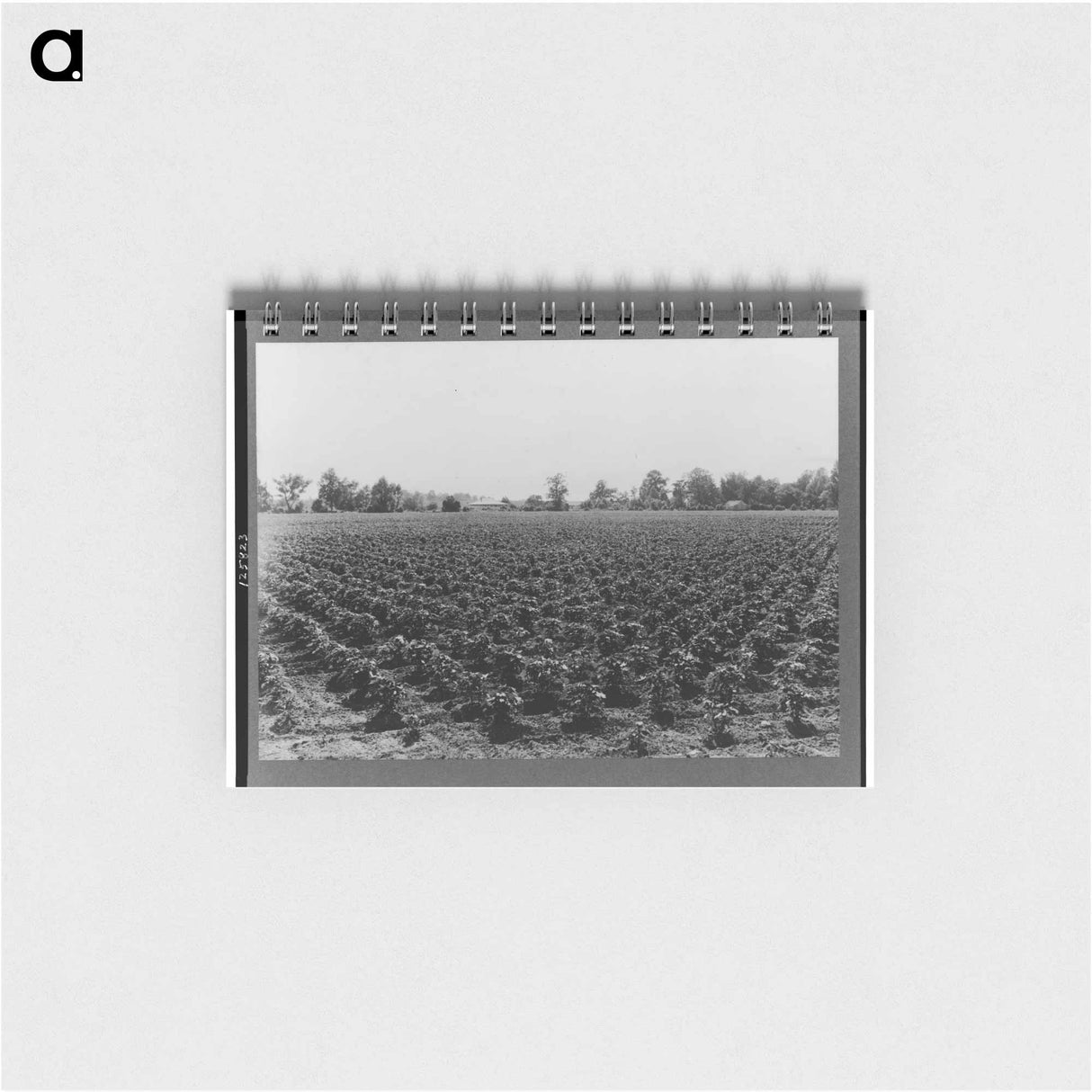 アートメモ帳-Check row planted cotton - ドロテア ラング Memo.