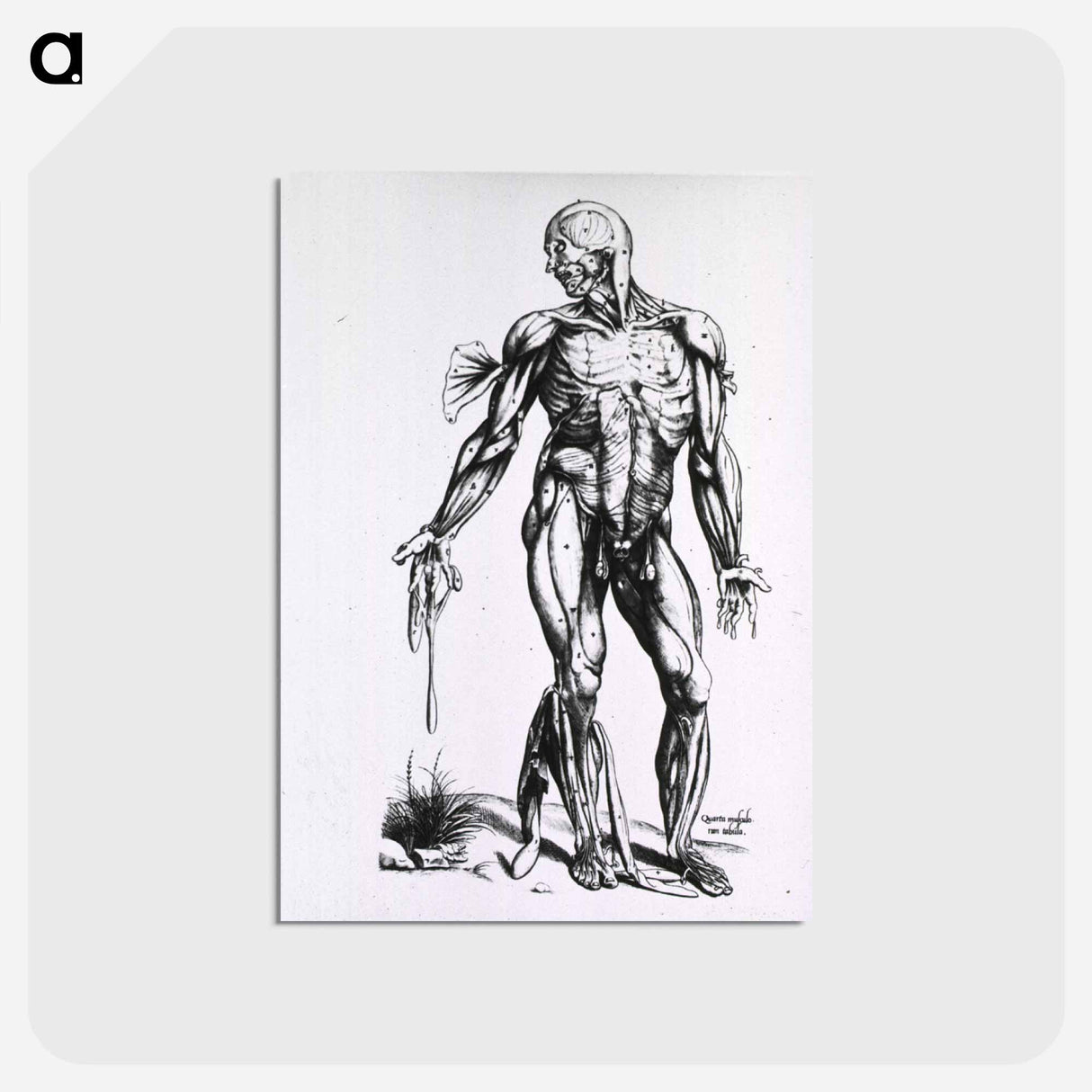 アートポストカード-Musculature of the Human Body
- 国立医学図書館 Postcard.
