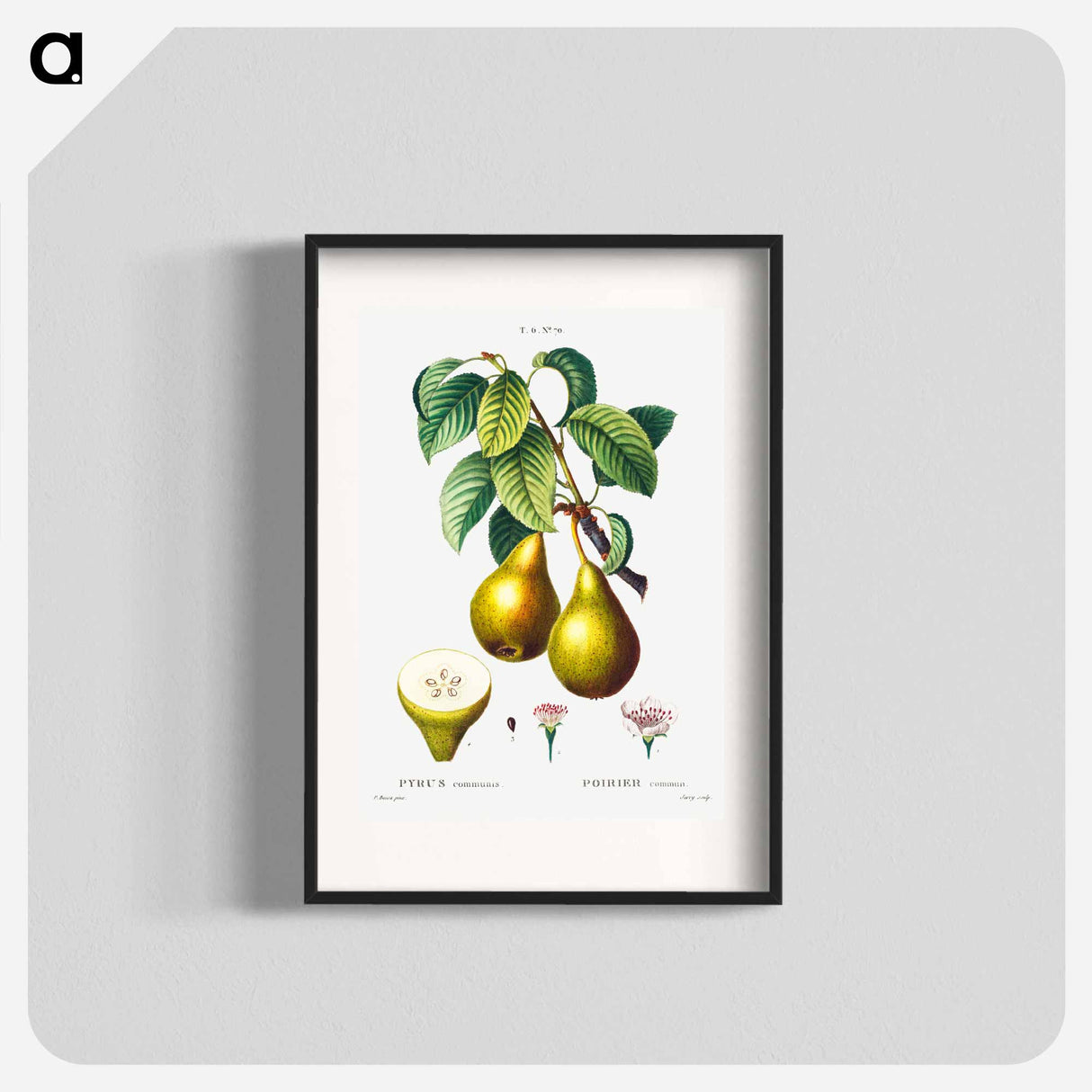Pears with leaves (Poirier commun) - Pierre Joseph Redouté Poster.