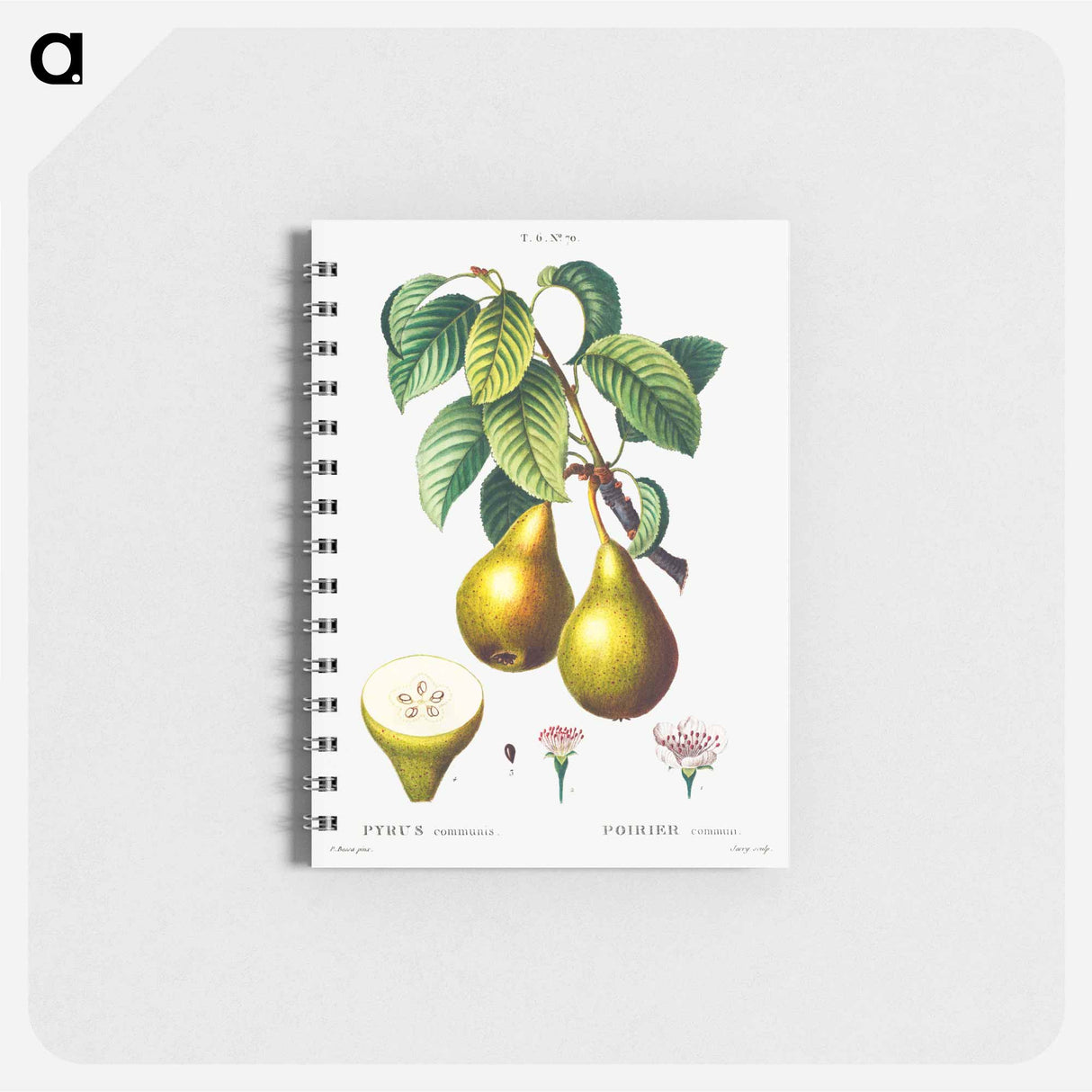 アートメモ帳-Pears with leaves (Poirier commun) - ピエール ジョゼフ ルドゥーテ Memo.
