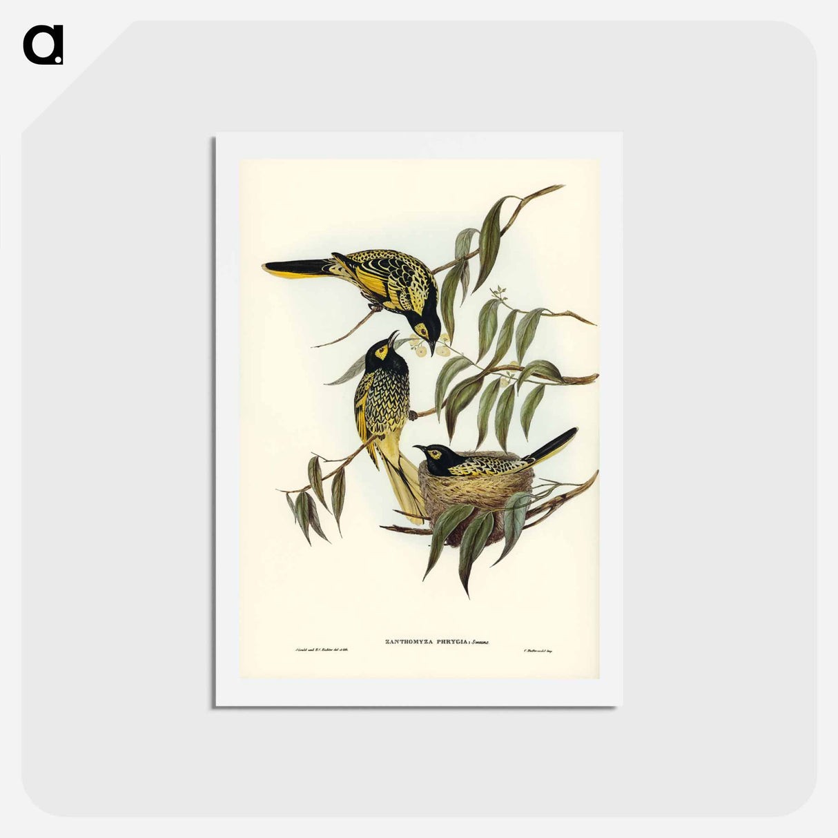 アートポストカード-Warty-faced Honey-eater
- ジョン グールド Postcard.