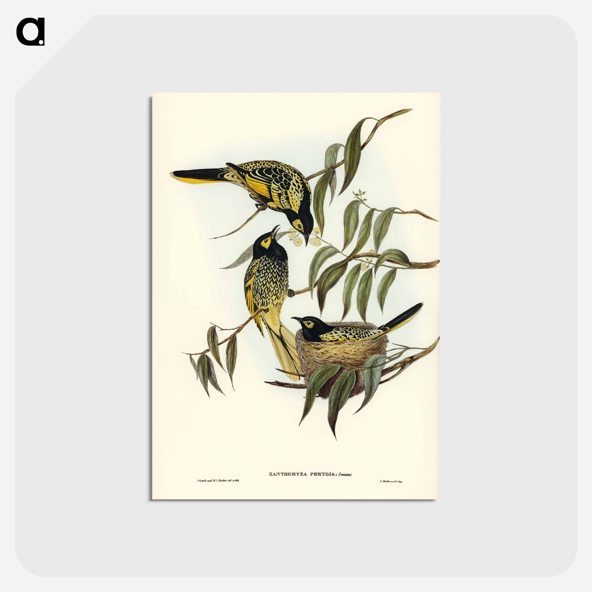 アートポストカード-Warty-faced Honey-eater
- ジョン グールド Postcard.